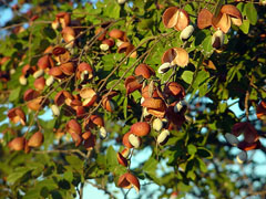 Copaifera coriacea Sapucaia tree